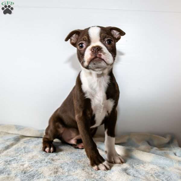 Comet, Boston Terrier Puppy